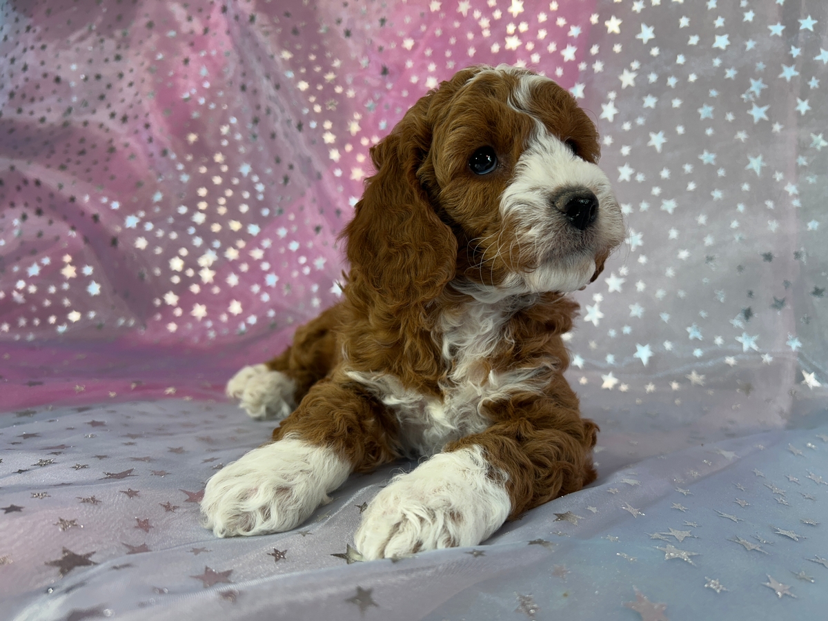 Dark Red Cockapoo Puppy for Sale DOB 10-3-2025 $950